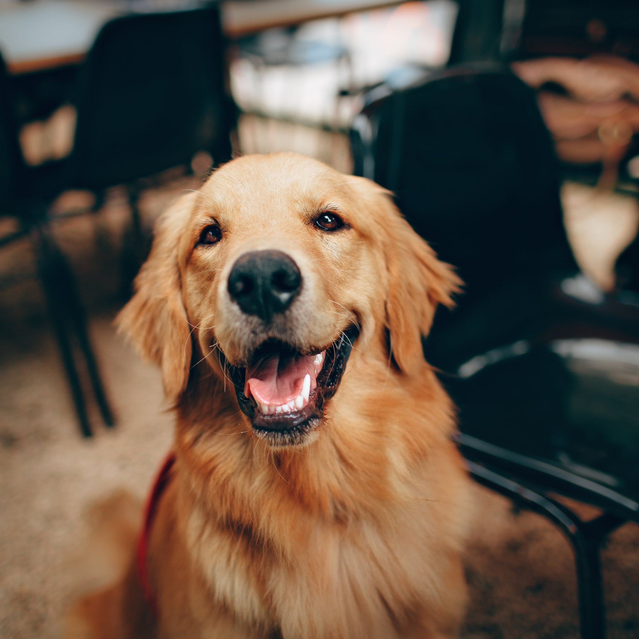 GoldenRetriver