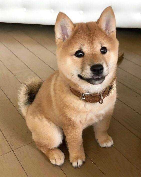 Shiba