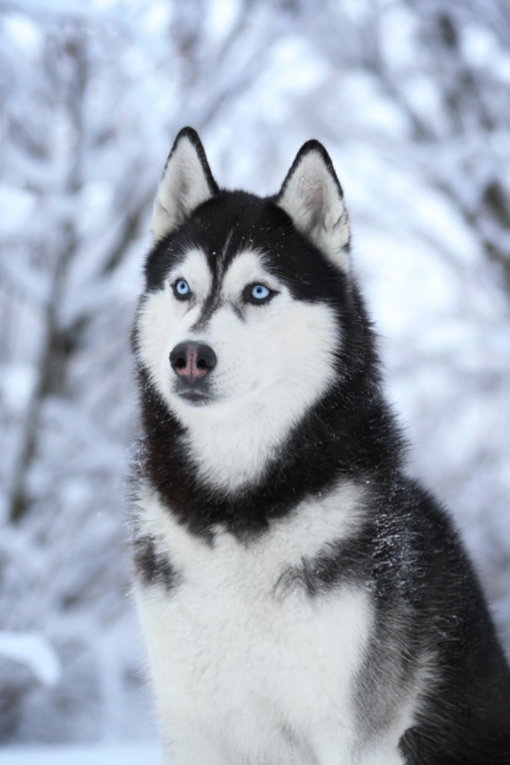 Husky